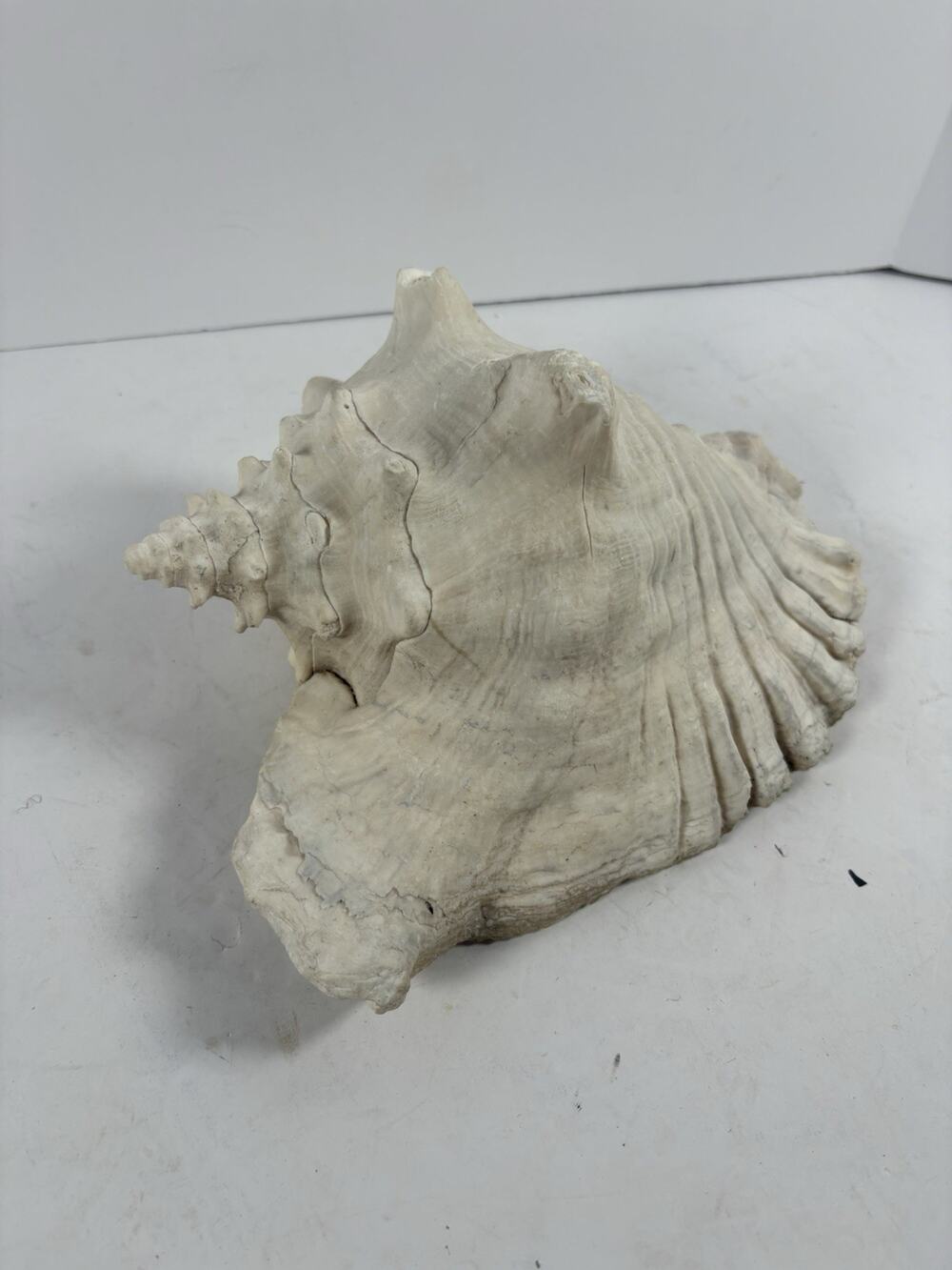 Large Natural Giant Murex Sea Shell Beach Coastal Decor 9” Nautical